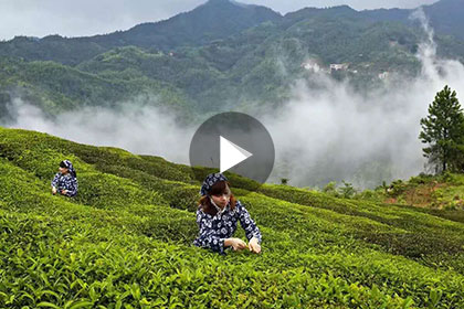 丰顺县八乡山鸿图绿茶有限公司